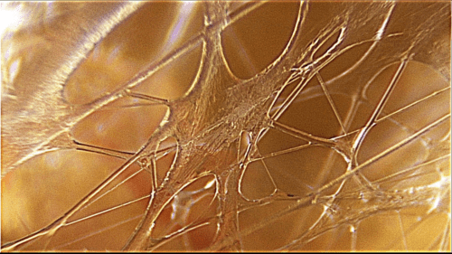 5 choses que vous ne savez peut-être pas sur les fascias