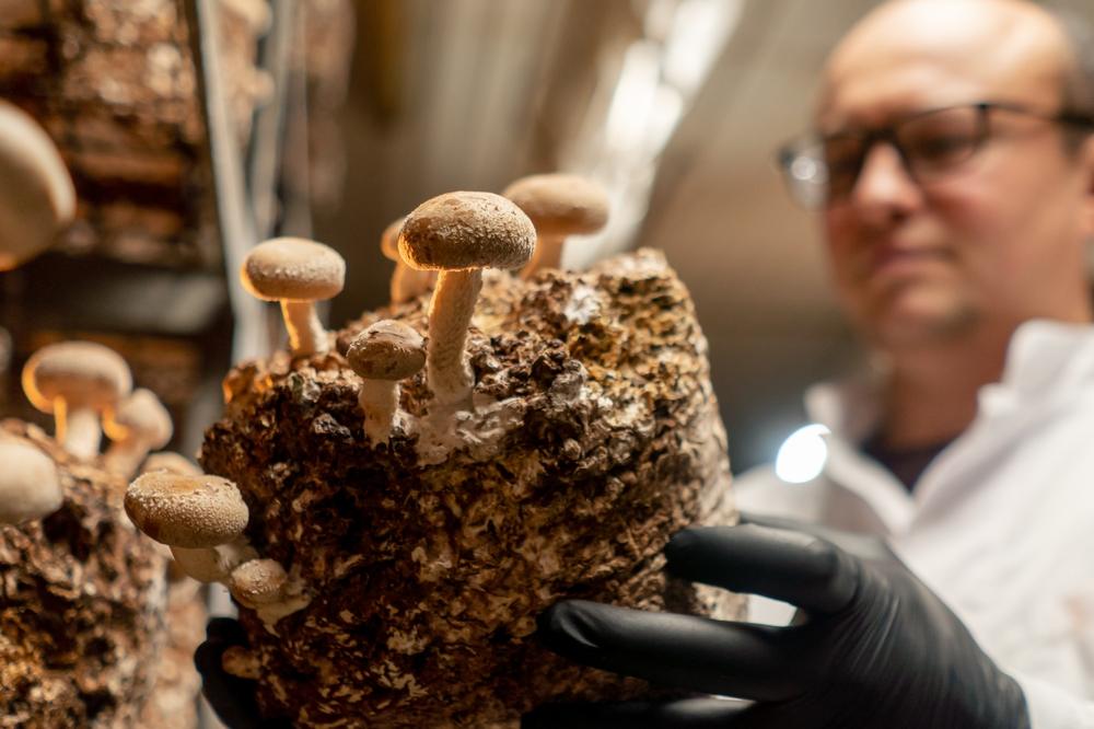 Faut-il succomber au trend des champignons médicinaux ?