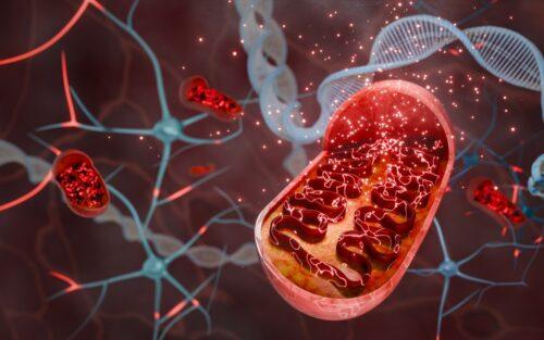 Le plus puissant des anti-âges se cache dans vos cellules : les mitochondries !